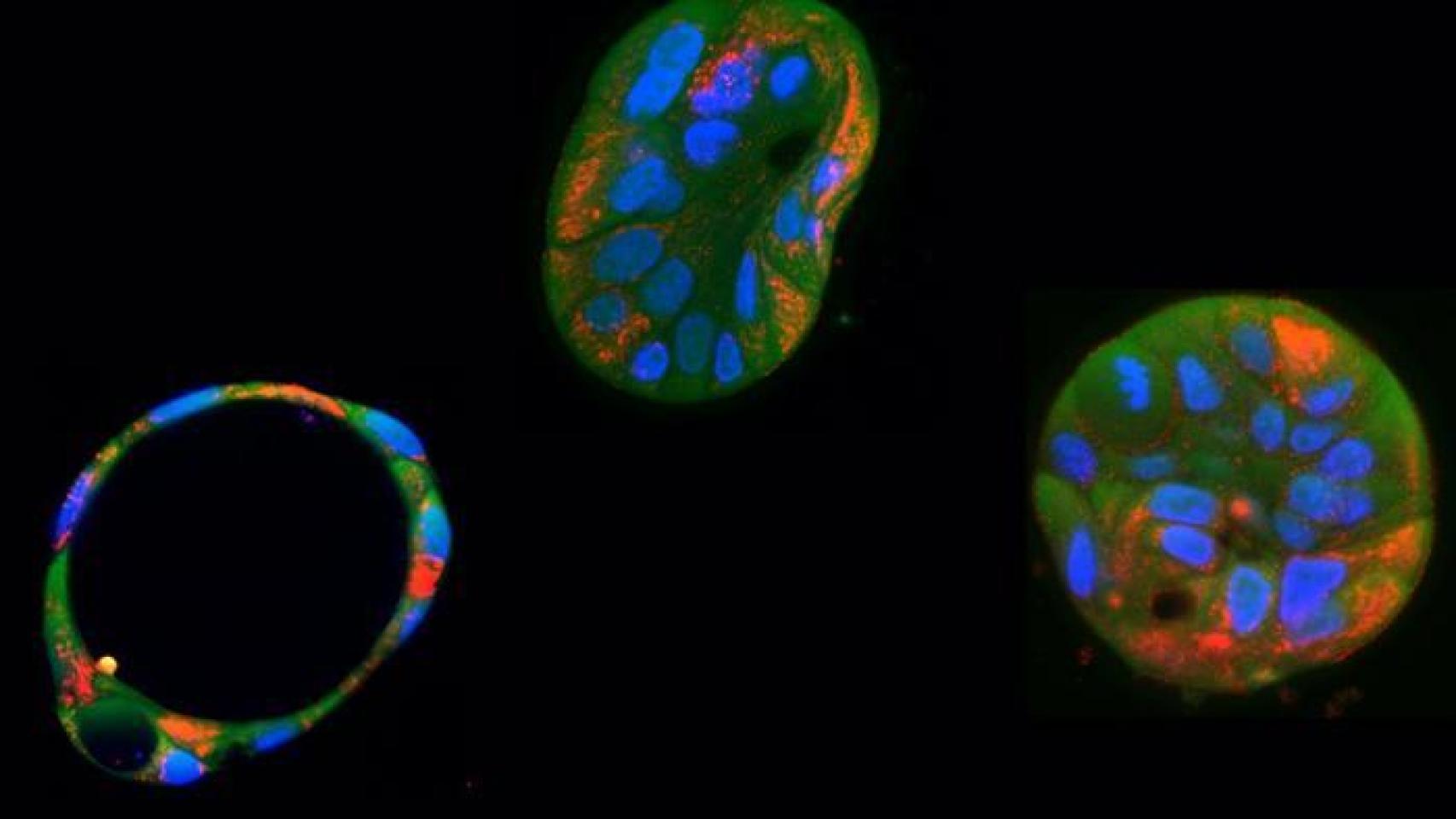 Los científicos han controlado el daño y el ADN mitocondrial con un sistema genético