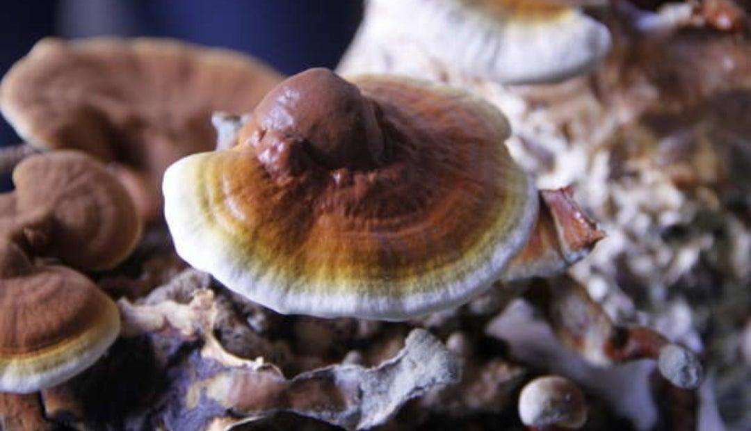 Hongos que debes consumir para mejorar diferentes tipos de estado de salud