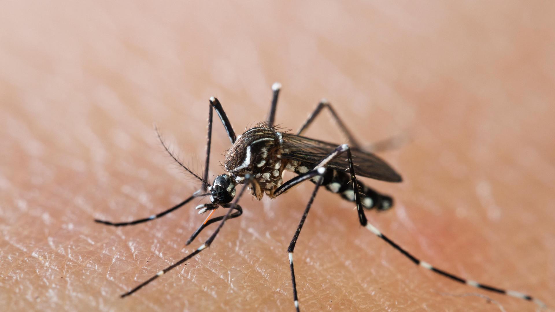 Jordi Figerla, CSIC researchers, for chinkinnya virus at Spain: 